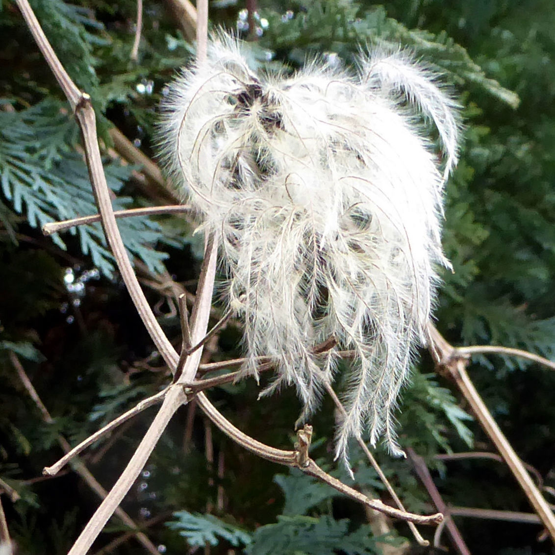 CLOSE-UP VIEW OF PLANTS