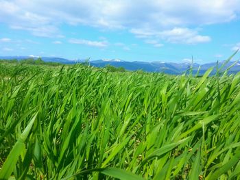 Scenic view of field against cloudy sky