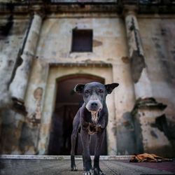 Portrait of dog standing on footpath