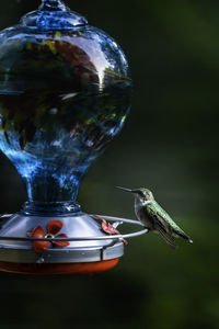 Close-up of bird flying in the water