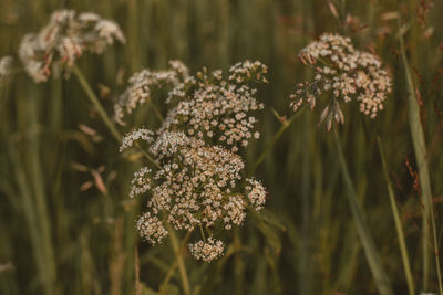 Close-up of white flower in a green field 