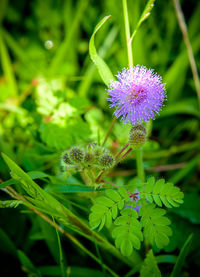 Close-up of bee on thistle flower