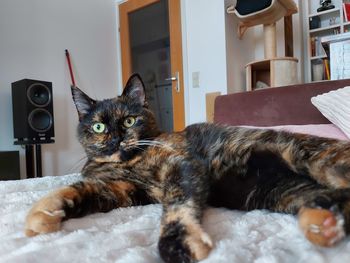 Portrait of a cat relaxing on bed at home