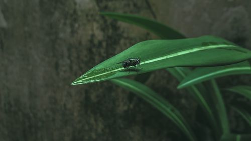 Close-up of insect on plant