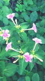 Close-up of pink flowers