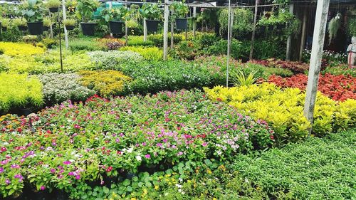 Multi colored flowers in garden