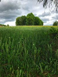 Crops growing on field against sky