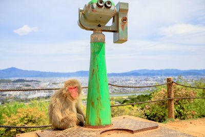 Monkey looking away on land against sky