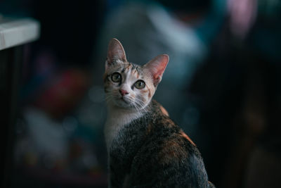 Close-up portrait of cat