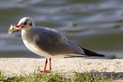 Close-up of seagull perching on lakeshore