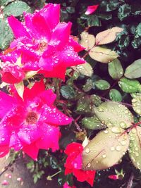 Close-up of pink flower