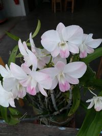 Close-up of white flowering plant