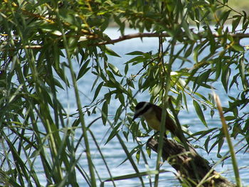 Close-up of bird on branch