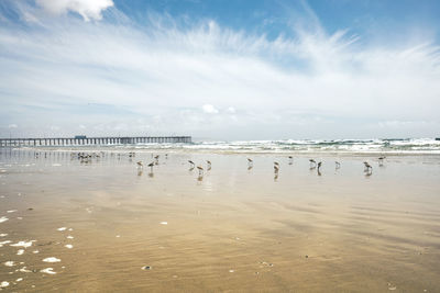 Birds on calm beach