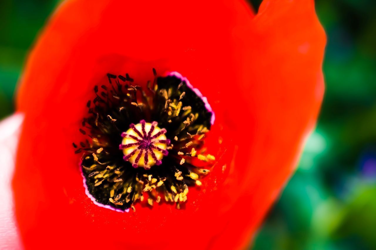 CLOSE-UP OF RED POPPY FLOWER AGAINST BLURRED BACKGROUND