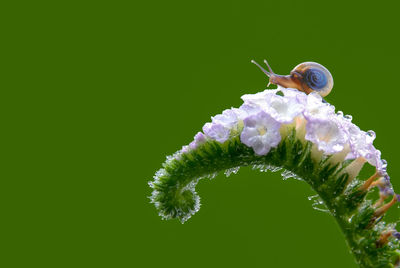 Close-up of insect on flower