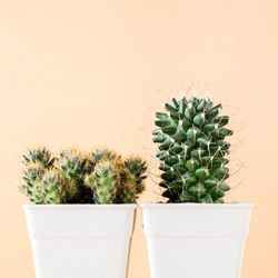 Close-up of potted plant