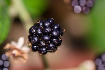 Close-up of berries on plant