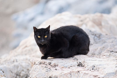 Portrait of black cat on rocks