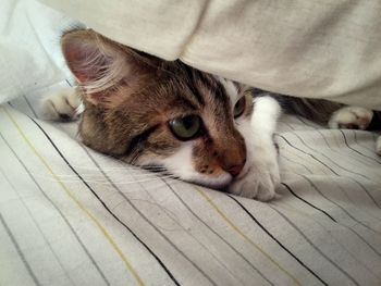 Close-up of cat hiding under pillow on bed