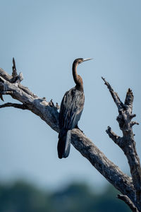 African darter in sun on dead branch