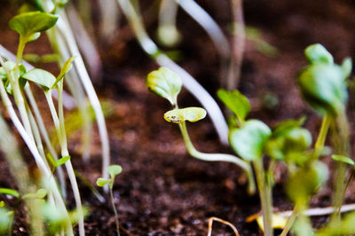 Close-up of small plant growing on field