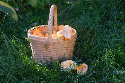Forest chanterelles in a wicker or woven basket. a rustic basket. harvesting concept.