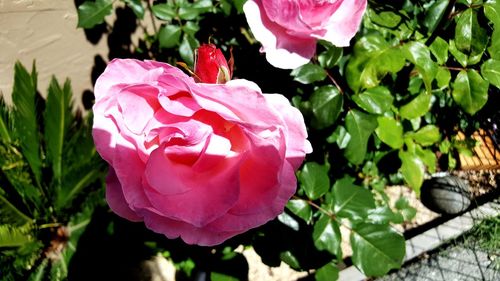 Close-up of pink rose blooming outdoors