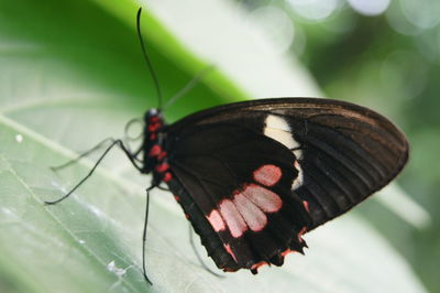 Close-up of butterfly on leaf