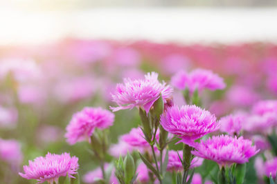 Close-up of pink flowering plants on field