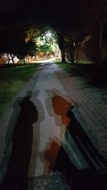 Road along trees at night