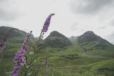 View of purple flowering plant against cloudy sky