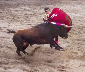 Side view of horse riding on field