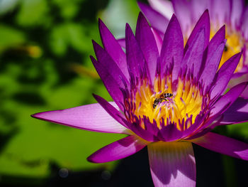 Close-up of bee on purple water lily
