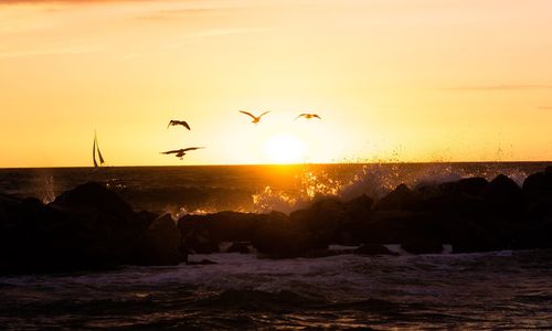 Silhouette of birds flying over sea