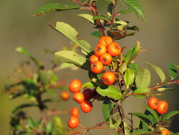 Close-up of cherries on tree