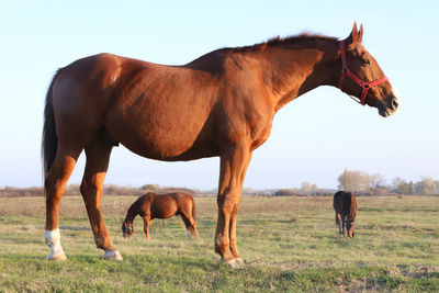 Horses on field against sky