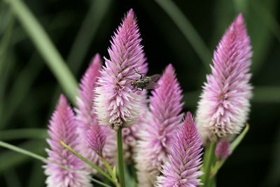 Close-up of insect on pink flower