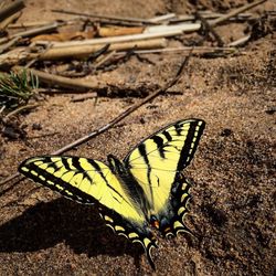 Close-up of butterfly