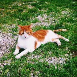 Portrait of cat on grass