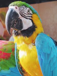 Close-up of parrot