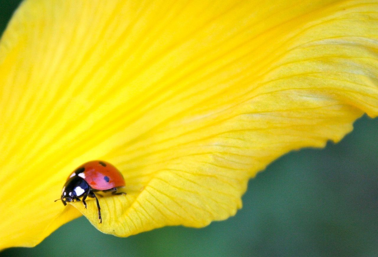 CLOSE-UP OF INSECT ON YELLOW POLLEN