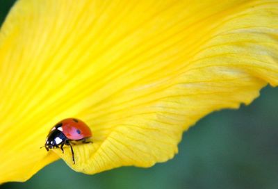 Close-up of insect on yellow flower