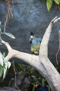 Bird perching on a tree