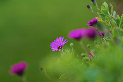 Flowers in the grass