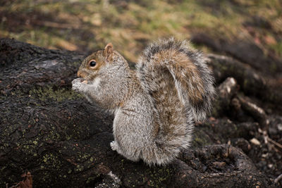 Close-up of squirrel on rock