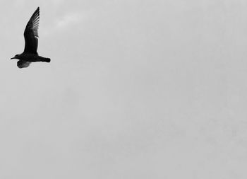 Low angle view of seagull flying against clear sky