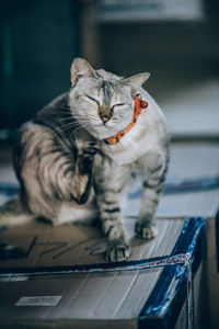 Cat looking at camera