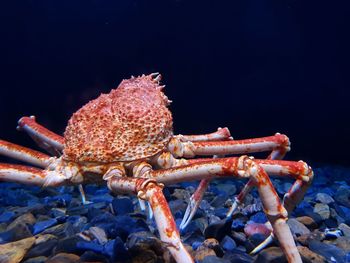 Close-up of crab in sea