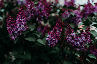 Close-up of purple flowering plant